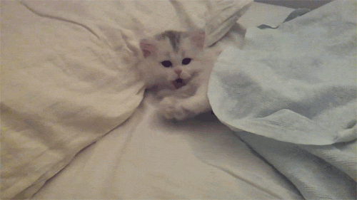 Afbeeldingsresultaat voor cat in bed gif